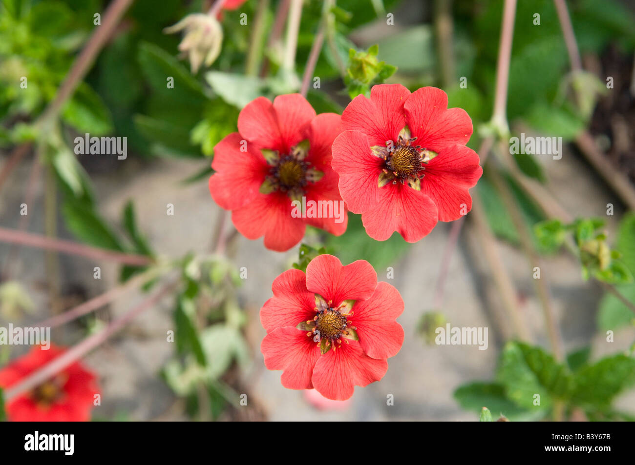 Potentilla  rosaceae`Gibson's Scarlet` Stock Photo
